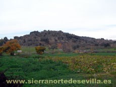 elmadronal