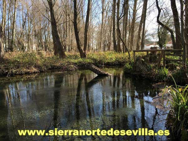 nacimiento del hueznar