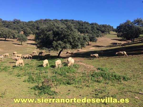 nacimiento del hueznar