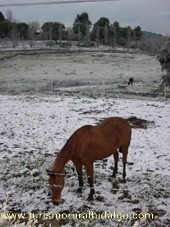 nieve nieve en Cazalla de la Sierra