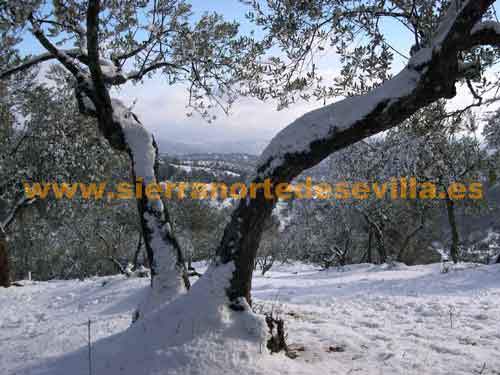 nieve