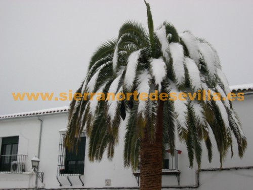 nieve