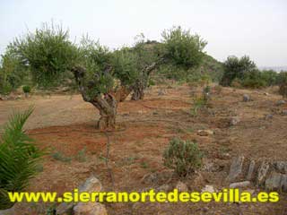 abrir galería de fotos finca en guadalcanal